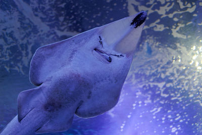 Bottom view of a stingray fish inside an aquarium.