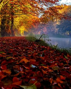 Autumn leaves on fallen tree