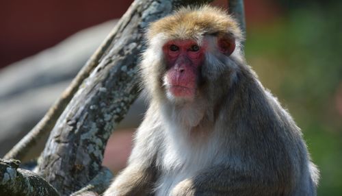 Close-up portrait of a monkey