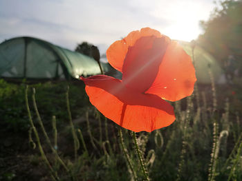 Close-up of orange flower on field