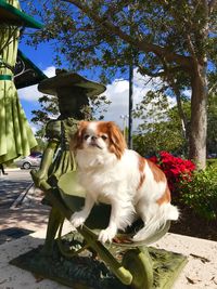 Dog by trees against sky