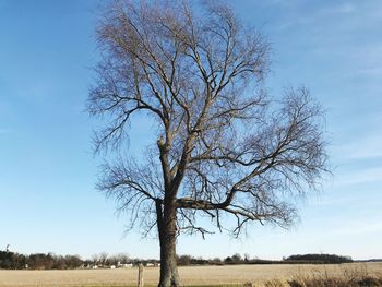 Bare tree on field against clear sky