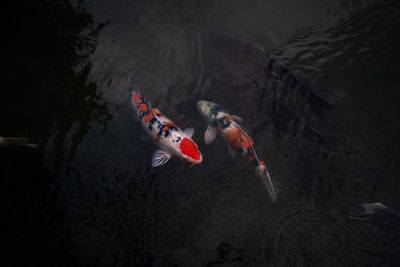  colorful koi carp in dark water pond japan 