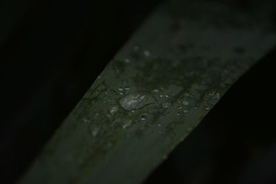 Close-up of raindrops on leaf
