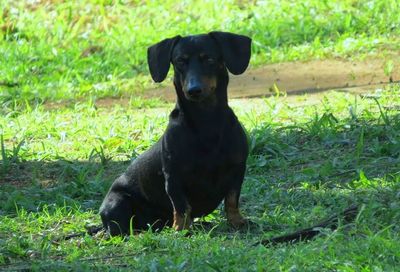 Portrait of dog on grassy field