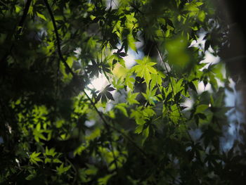 Close-up of plants