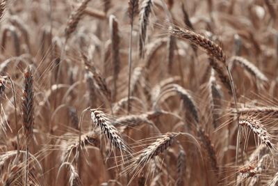 Close-up of wheat growing on field