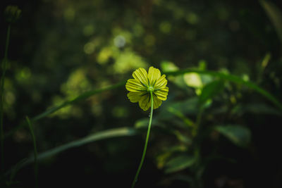 Close-up of yellow flowering plant