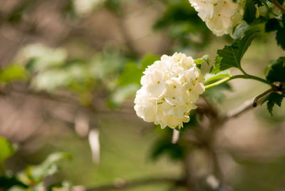 Close-up of white rose