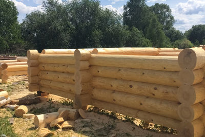 Stack of logs in forest