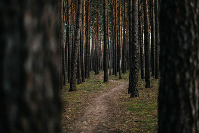 Trees growing in forest