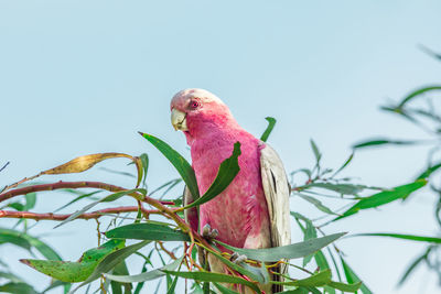 Pink bird perching on plants against clear sky