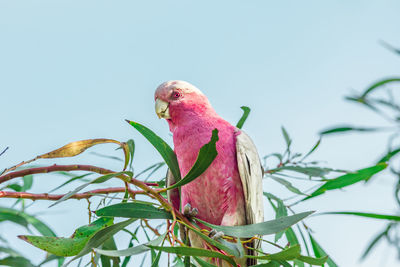 Close-up of pink flowering plant against sky