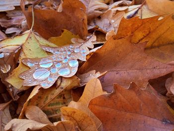 High angle view of dry maple leaves on land