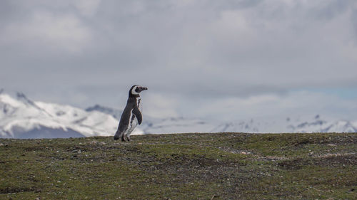 View of bird on land against sky