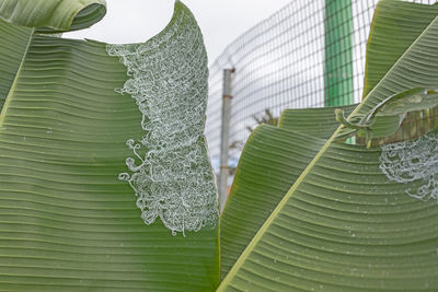 Close-up of leaves on plant