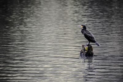 Bird perching on lake