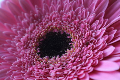 Close-up of sunflower