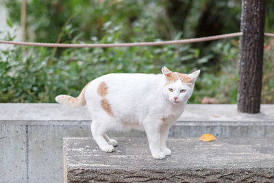 Portrait of cat sitting outdoors