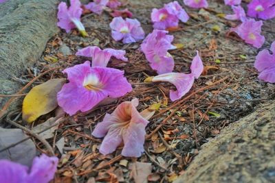 Close-up of purple crocus flowers