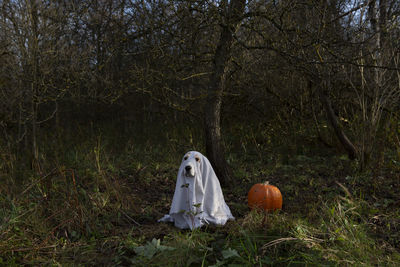 Disguised dog for halloween