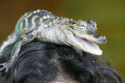 Close-up of a baby croc on a head