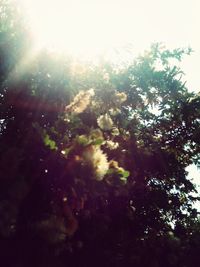 Low angle view of trees against sky