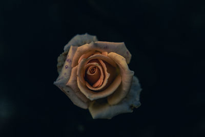 Close-up of rose against black background