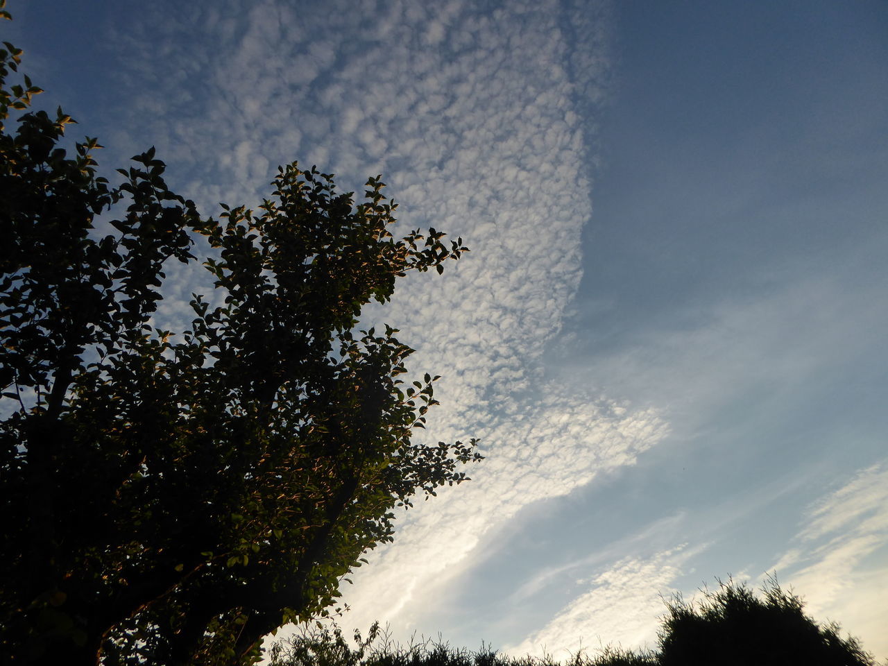 LOW ANGLE VIEW OF TREES AGAINST SKY