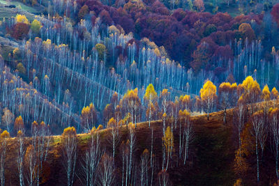 Pine trees in forest during autumn