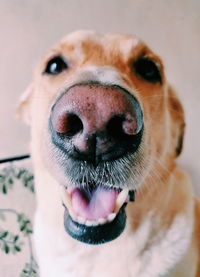 Close-up portrait of dog