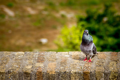 Close-up of pigeon perching on retaining wall