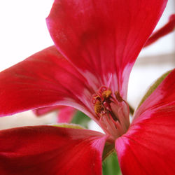 Close-up of bee pollinating on red hibiscus