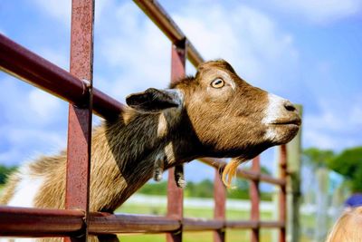 Close-up of a farm animal on fence against sky