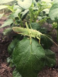 Close-up of insect on leaf