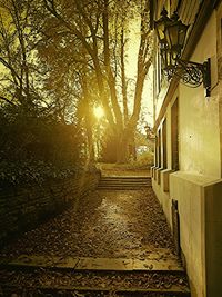 Sun shining through trees