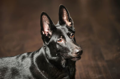 Close-up of black dog looking away