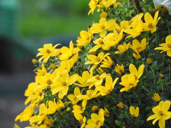 Close-up of yellow flowering plants on field