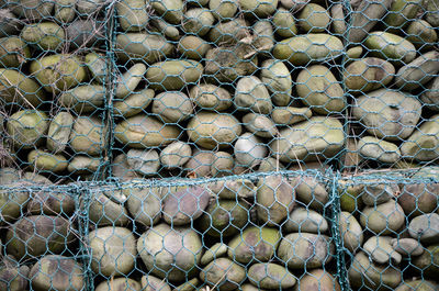Full frame shot of spider web