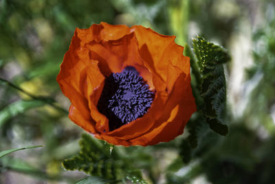 Close-up of orange rose flower