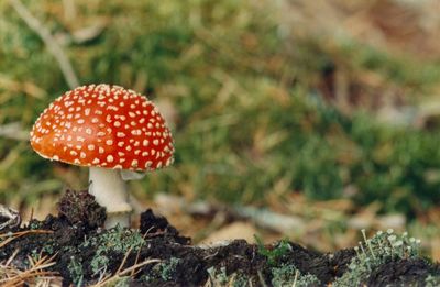 Close-up of mushroom growing on field