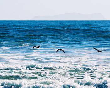 Birds flying over sea against clear sky