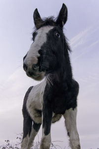 Close-up of a standing black and white horse