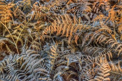 Full frame shot of plants