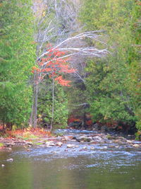 Scenic view of forest during autumn