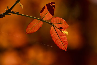 Close-up of dry leaves on plant