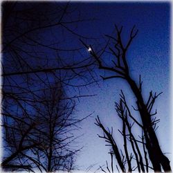 Low angle view of bare trees against sky