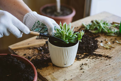 Midsection of person holding potted plant on table