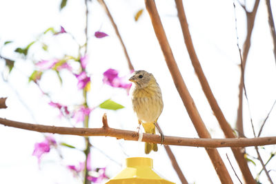 Low angle view of bird perching on branch