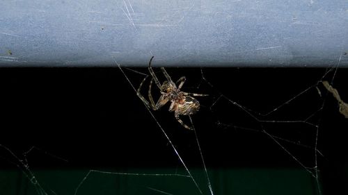 Close up of spider web